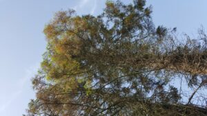 Tree survey in Belfast- Spruce