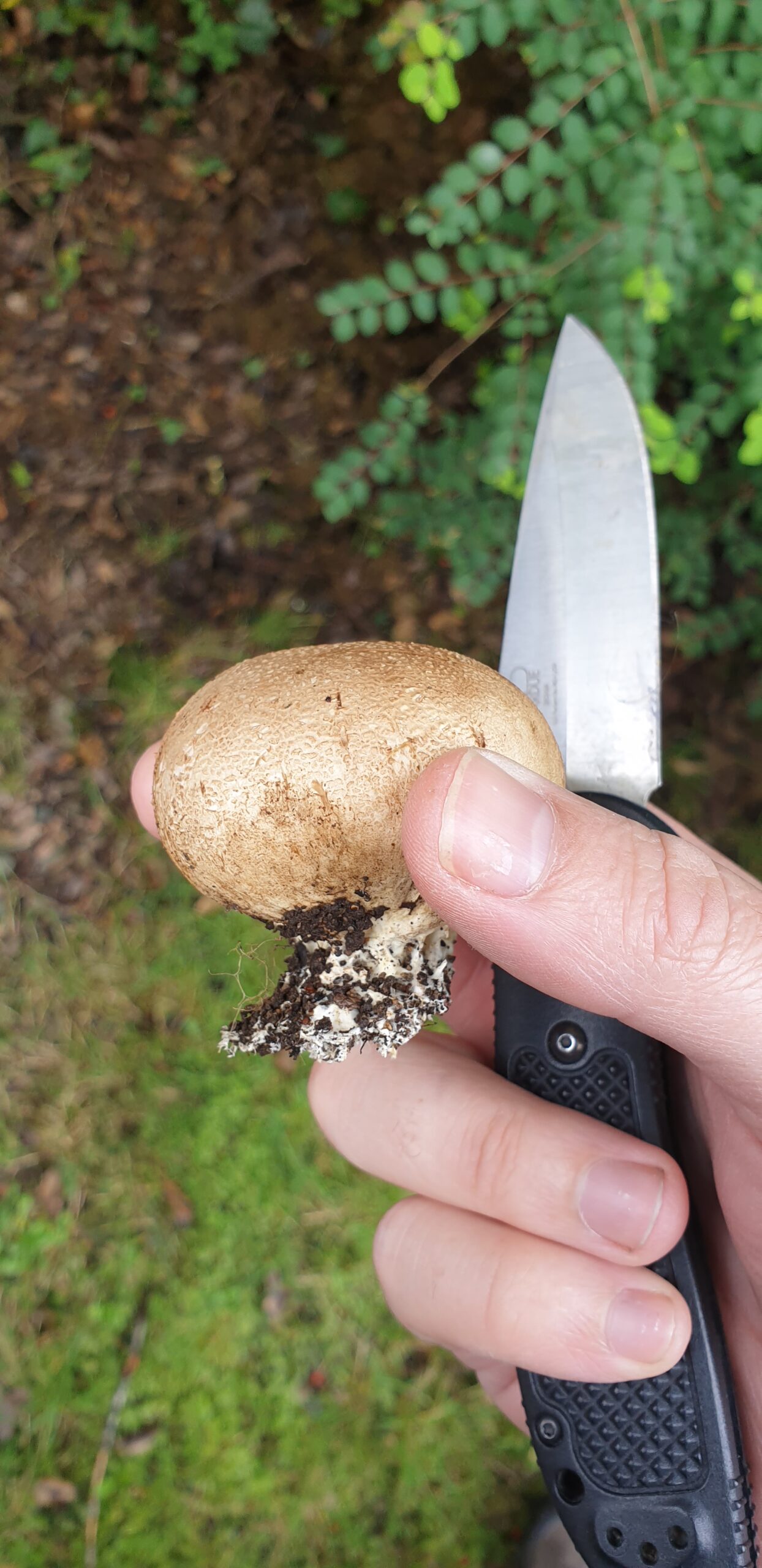 Puffball fungi